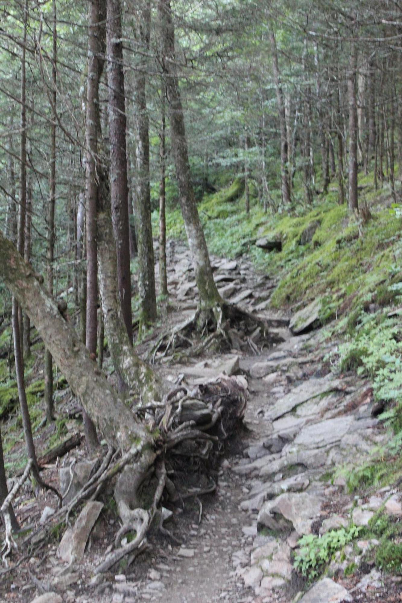 Bear Necessities, Luxury 5Bd Mtn Views, Hot Tub, Many Bear Sightings Vila Gatlinburg Exterior foto