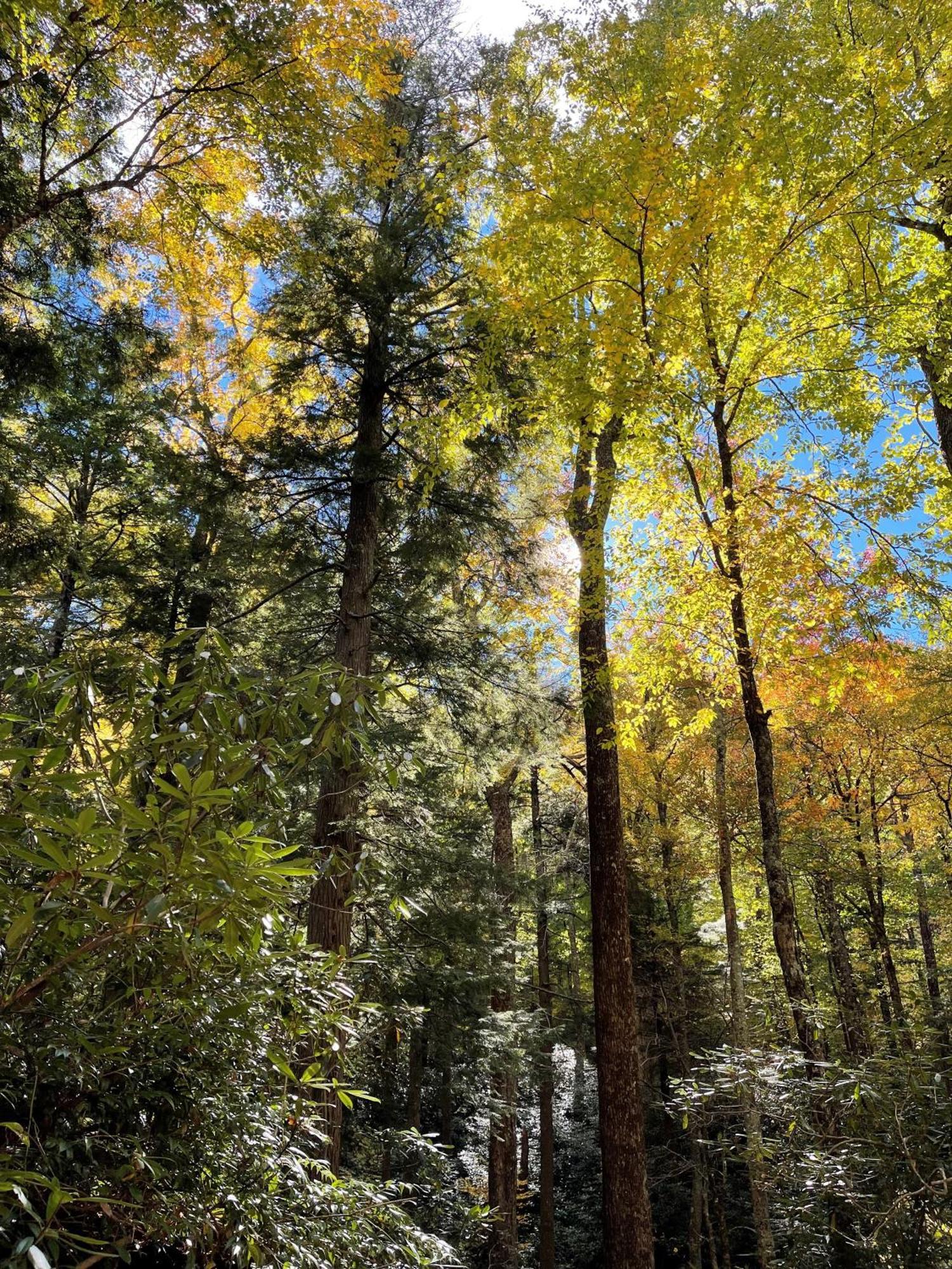 Bear Necessities, Luxury 5Bd Mtn Views, Hot Tub, Many Bear Sightings Vila Gatlinburg Exterior foto