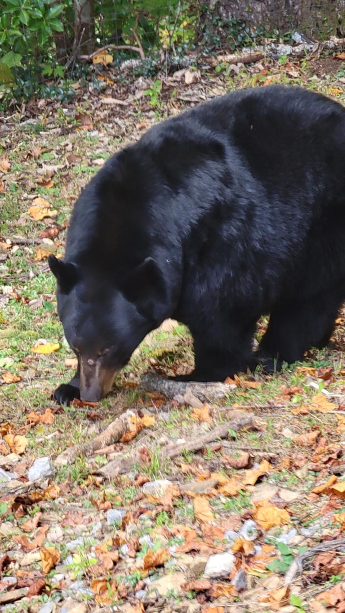 Bear Necessities, Luxury 5Bd Mtn Views, Hot Tub, Many Bear Sightings Vila Gatlinburg Exterior foto