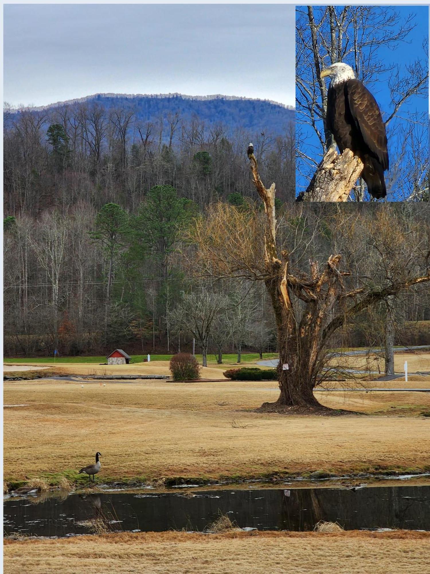Bear Necessities, Luxury 5Bd Mtn Views, Hot Tub, Many Bear Sightings Vila Gatlinburg Exterior foto