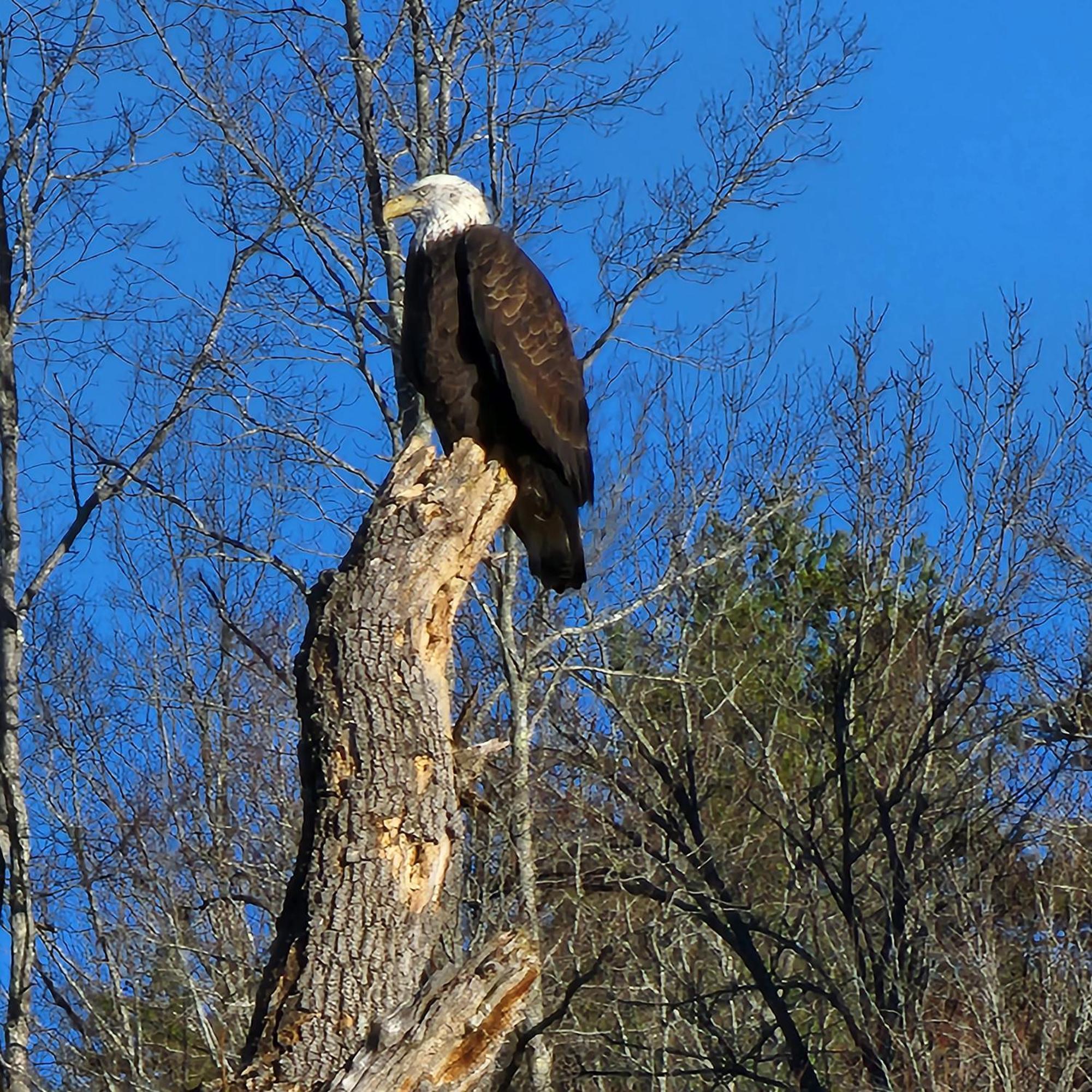 Bear Necessities, Luxury 5Bd Mtn Views, Hot Tub, Many Bear Sightings Vila Gatlinburg Exterior foto
