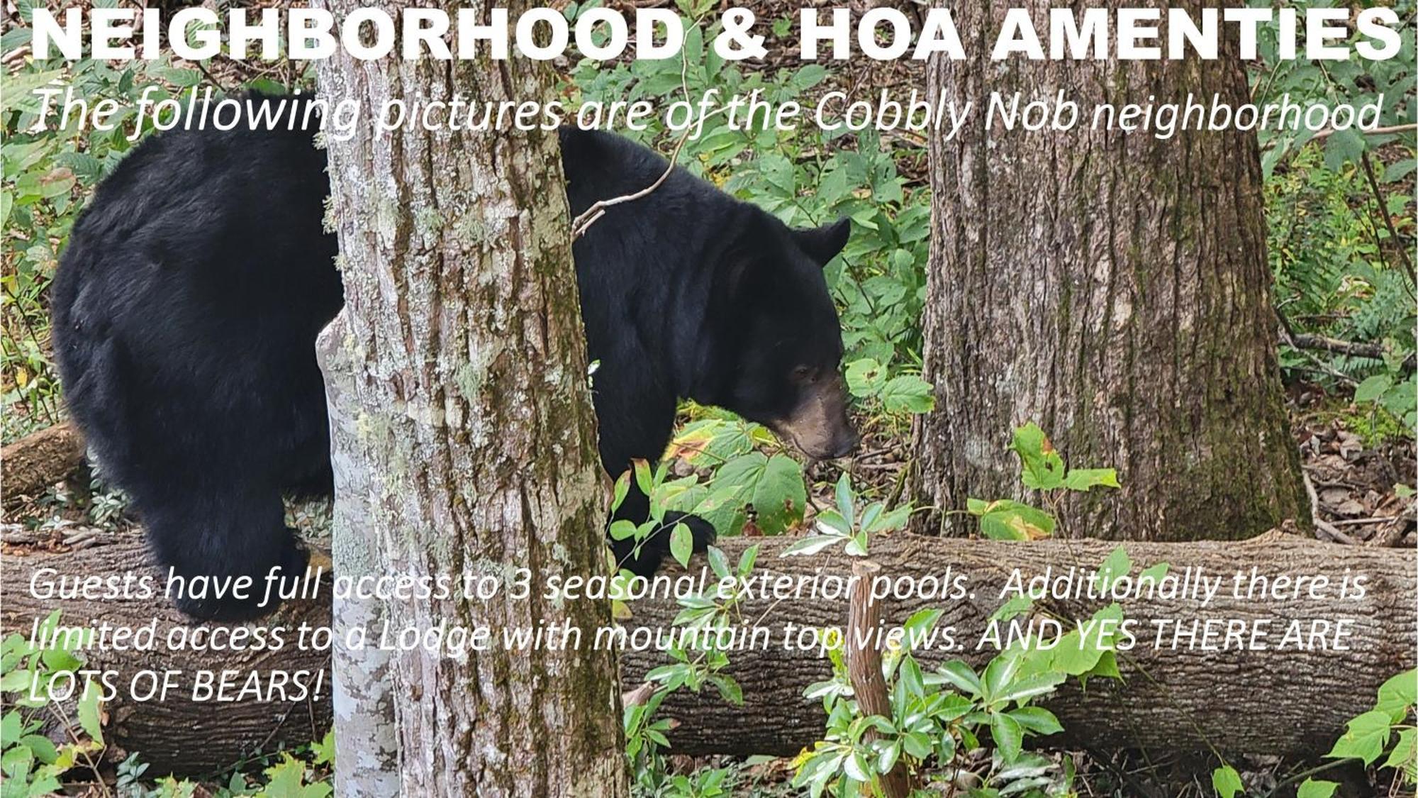 Bear Necessities, Luxury 5Bd Mtn Views, Hot Tub, Many Bear Sightings Vila Gatlinburg Exterior foto